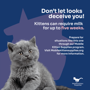 This instagram post mockup contains a gray kitten at the
				middle to bottom left part of the image.
				
				At the top right is the header: Don't let looks deceive you!
				
				The text below it states: Kittens can require milk for up to Five
				weeks.
				
				Towards the middle right part of the composition is the phrase: 
				Prepare for situations like this one through our Mobile Kitten 
				Supplies program. Visit Mobilekittensupplies.org for more information.
				
				On the bottom right part of the image is a white version of 
				Mobile Kitten Supplies's logo.
				
				Meanwhile, the background color is dark blue, with a pale, partially faded
				headshot of the company's cat icon.